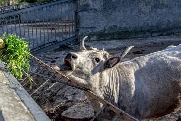 Beautiful Cow eating grass in the zoo close up portrait