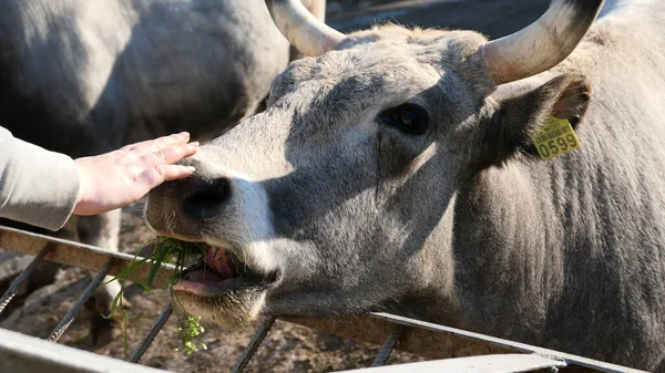 Beautiful cow in the zoo close up portrait