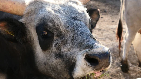 Beautiful cow in the zoo close up portrait