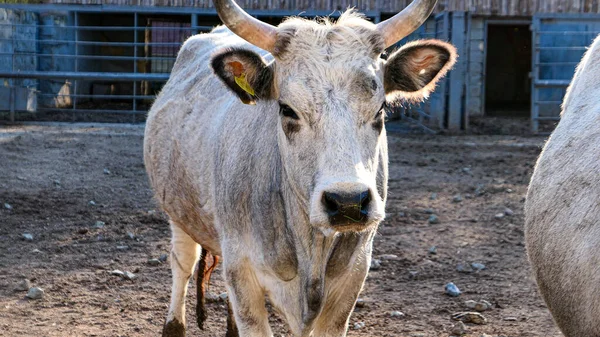 Beautiful cow in the zoo close up portrait