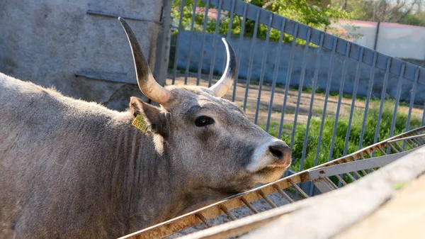 Beautiful cow in the zoo close up portrait