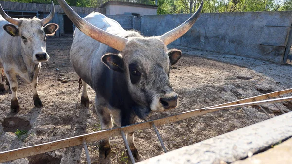 Beautiful cow in the zoo close up portrait