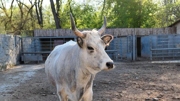 Beautiful cow in the zoo close up portrait