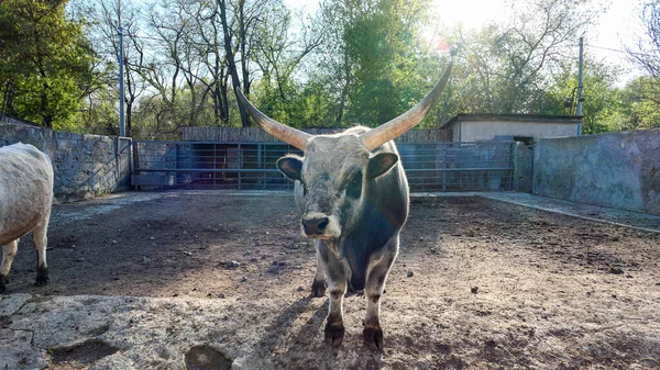 Beautiful cow in the zoo close up portrait