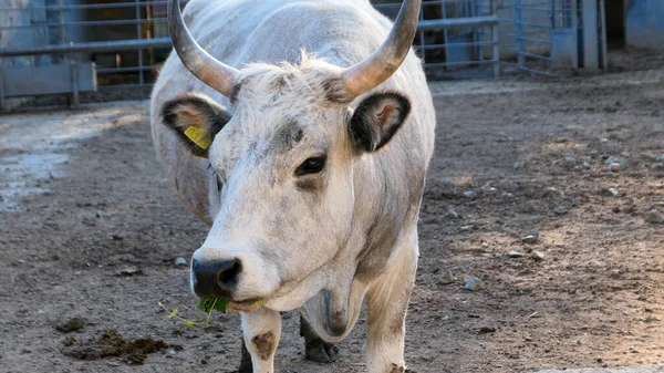 Beautiful cow in the zoo close up portrait