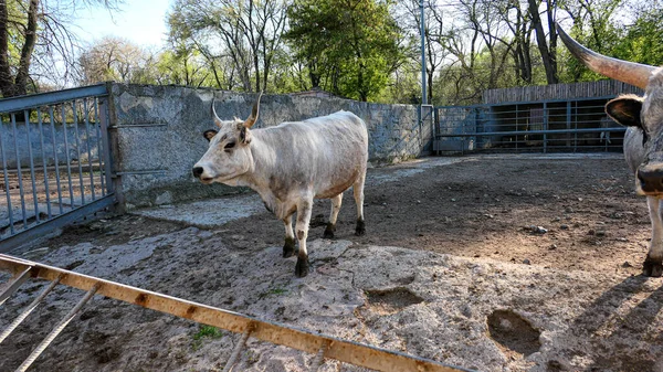 Beautiful cow in the zoo close up portrait