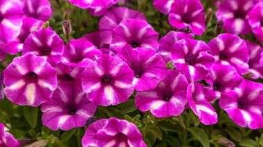 Beautiful petunia flowers in the greenhouse