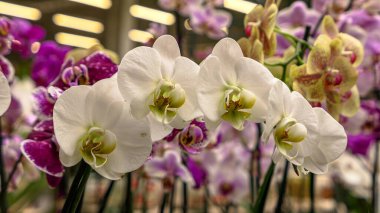 Beautiful phalaenopsis orchids in the greenhouse	