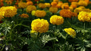 A beautiful marigold flowers outdoors Marigolds in the garden