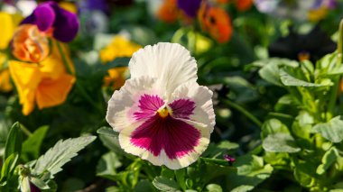 A beautiful pansy flowers outdoors Pansies in the garden