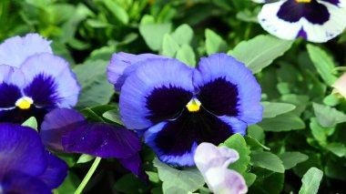 A beautiful pansy flowers outdoors Pansies in the garden