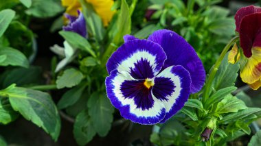 A beautiful pansy flowers outdoors Pansies in the garden