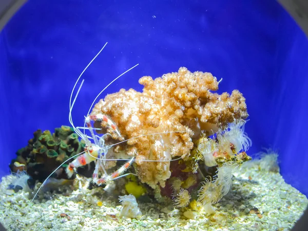 Marine animals — Stock Photo, Image