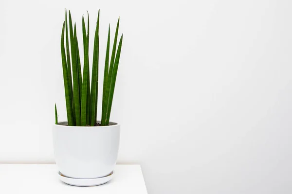 Prosty Minimalistyczny Design Rośliny Sansevieria Białym Garnku Półce Streszczenie Dekoracji — Zdjęcie stockowe