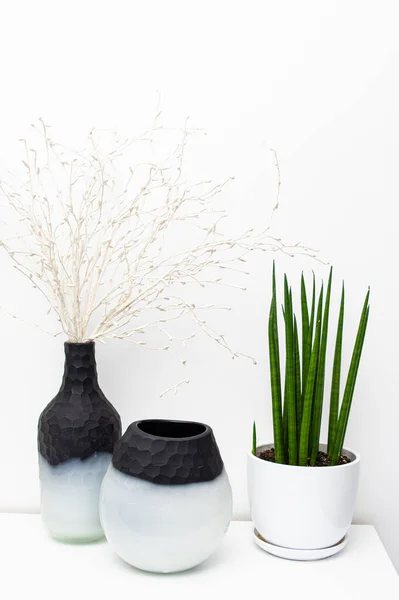 Einfaches Minimalistisches Design Der Sansevieria Pflanze Weißen Topf Auf Einem — Stockfoto