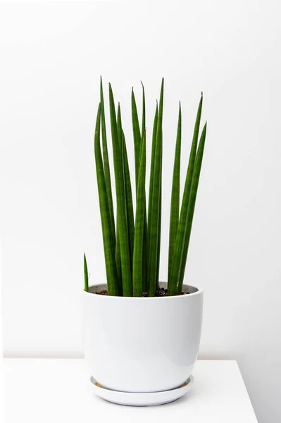 Diseño Minimalista Simple Planta Sansevieria Maceta Blanca Estante Decoración Del —  Fotos de Stock
