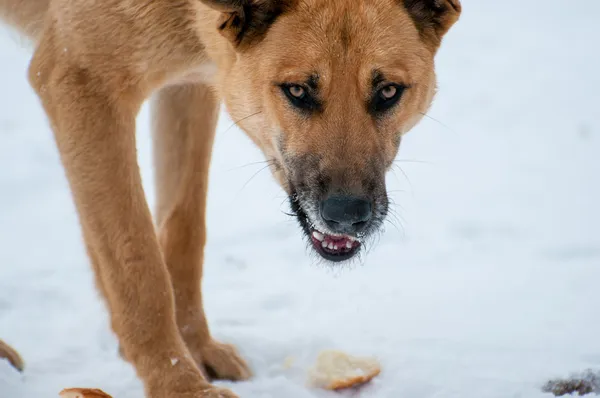 Cane randagio — Foto Stock