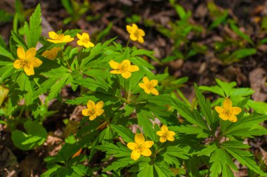 bahar çiçekleri ve çiçek