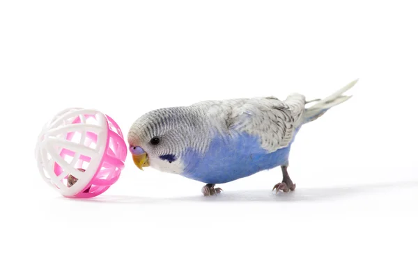 Playful Parakeet — Stock Photo, Image