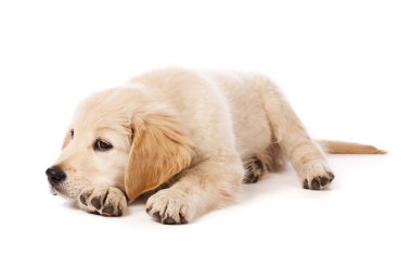 Golden Retriever Yavrusu