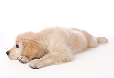 Golden Retriever Yavrusu