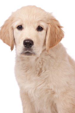 Golden Retriever Yavrusu