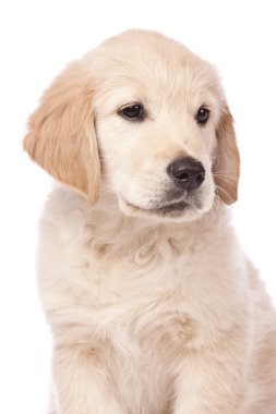 Golden Retriever Yavrusu