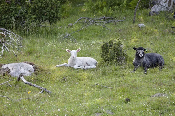 Lambs — Stock Photo, Image