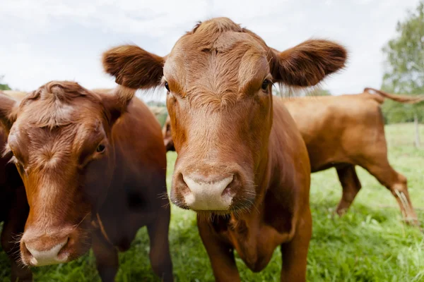 Close up of Cow — Stock Photo, Image