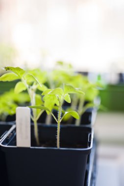Genç domates bitkiler