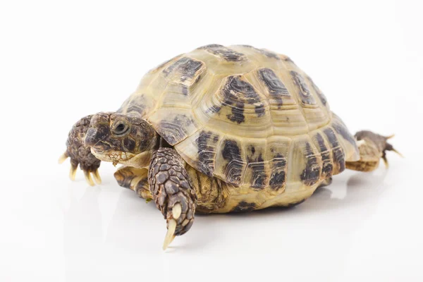 Schildkröte — Stockfoto