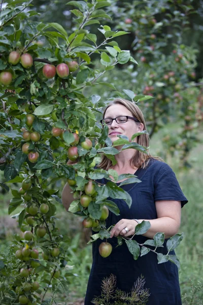 Picking apples — Stock Photo, Image