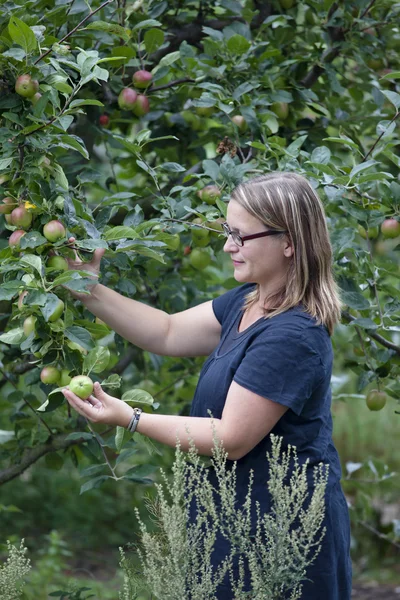 Picking apples — Stock Photo, Image