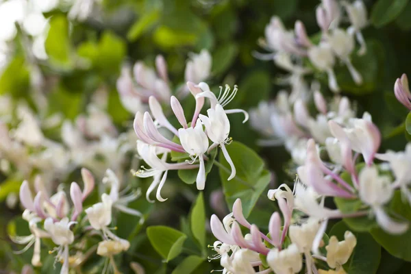 Honeysuckle — Stock fotografie