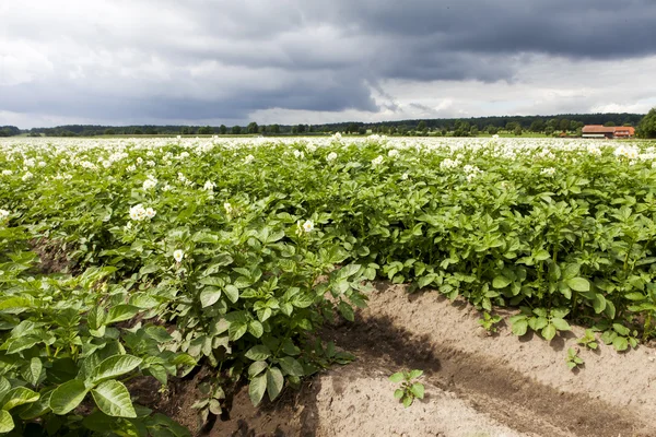 Aardappelveld — Stockfoto