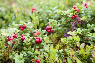 lingonberries Bush
