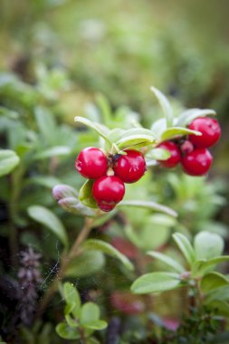 vahşi lingonberries