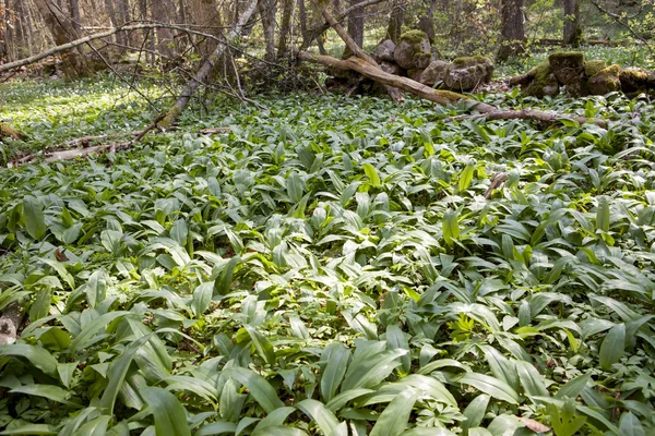 Muitos Ramsons. — Fotografia de Stock