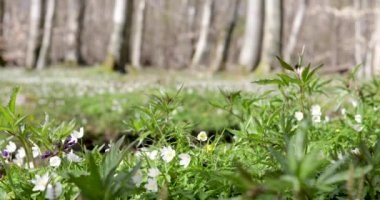 Wood anemones growing in early springtime in a Swedish forest. This is southern Sweden. Wind is slowly rocking the flowers. 4k