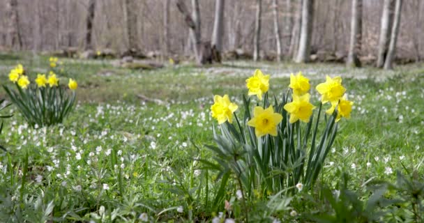 Daffodils Growing Early Springtime Swedish Forest Southern Sweden Wind Slowly — Vídeos de Stock