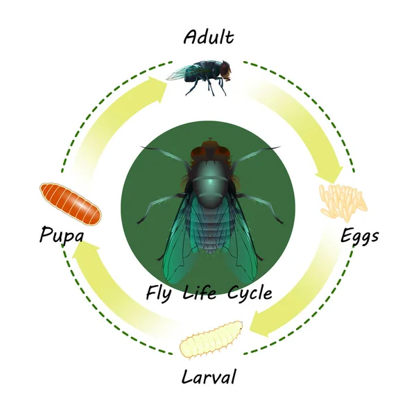 Fly Life Cycle Vector และแยกส าหร บการออกแบบกราฟ — ภาพเวกเตอร์สต็อก