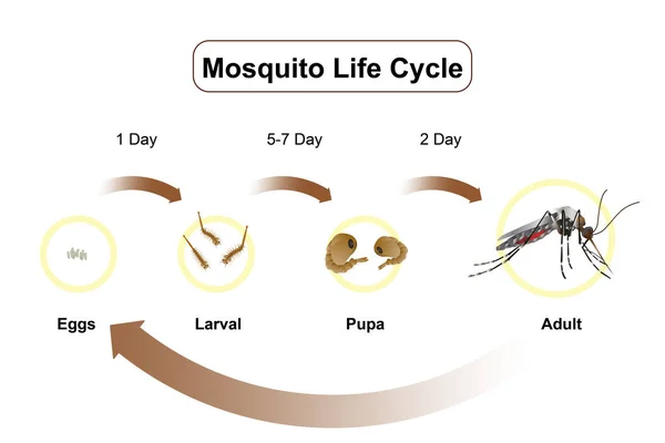 Cykl Życiowy Komarów Wektor Infografika Owadów Lay Jaja Wodzie — Wektor stockowy