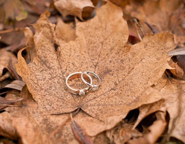 Anillos de boda en las hojas de otoño Fotos de stock libres de derechos