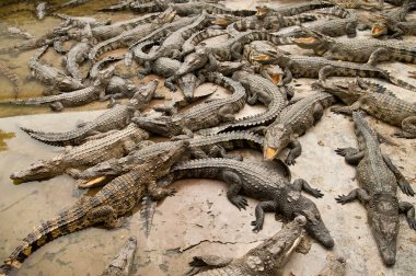 birçok timsahlar çimento yerde yatarken
