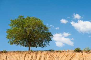 Yeşil ağaç kenarında kum çukuru