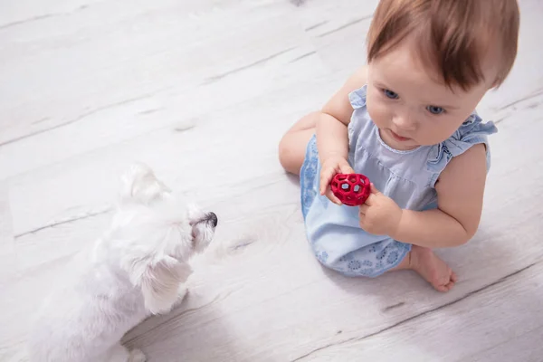 Mavi Elbiseli Küçük Kız Çocuğu Kırmızı Topu Tutuyor Küçük Köpekle Telifsiz Stok Imajlar