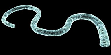 göbek kordonu x-ray