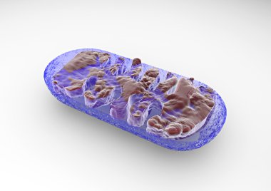 Section mitochondria, cell clipart