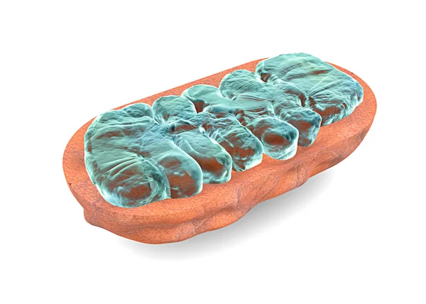 Schnitt Mitochondrien, Zelle — Stockfoto