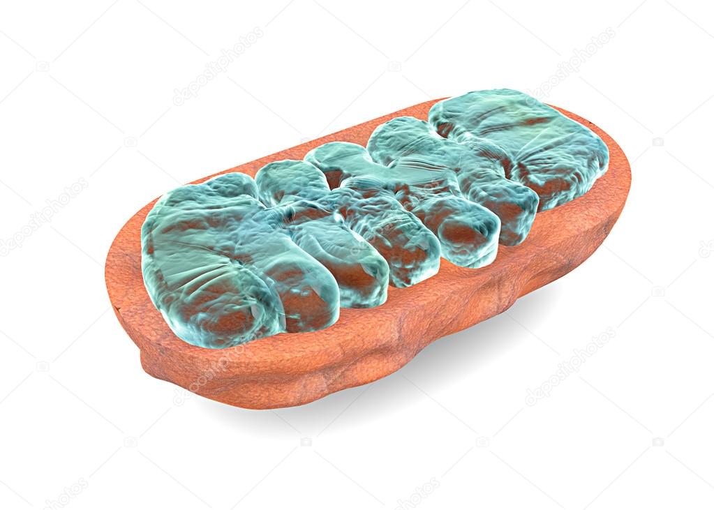 Section mitochondria, cell